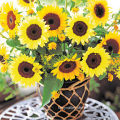 F1 Hybrid Flower Seeds Ornamental Sunflower Seeds For Sale